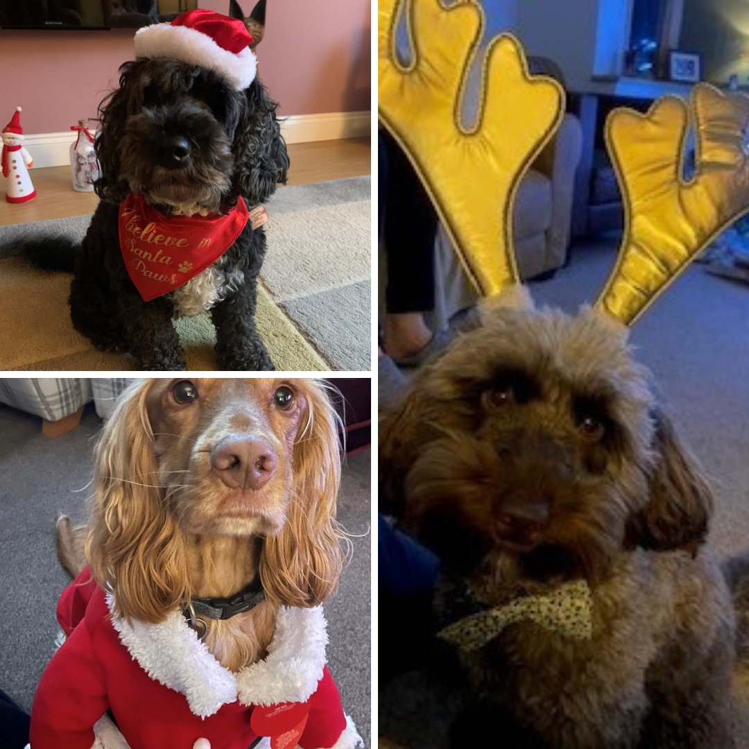 We have had some fabulous submissions for Best-Dressed Festive Pet from evo employees! Swipe through to see a round-up of some of our adorable entries so far.

Let us know your favourite in the comments!
#CountdowntoChristmas #ChristmasPet