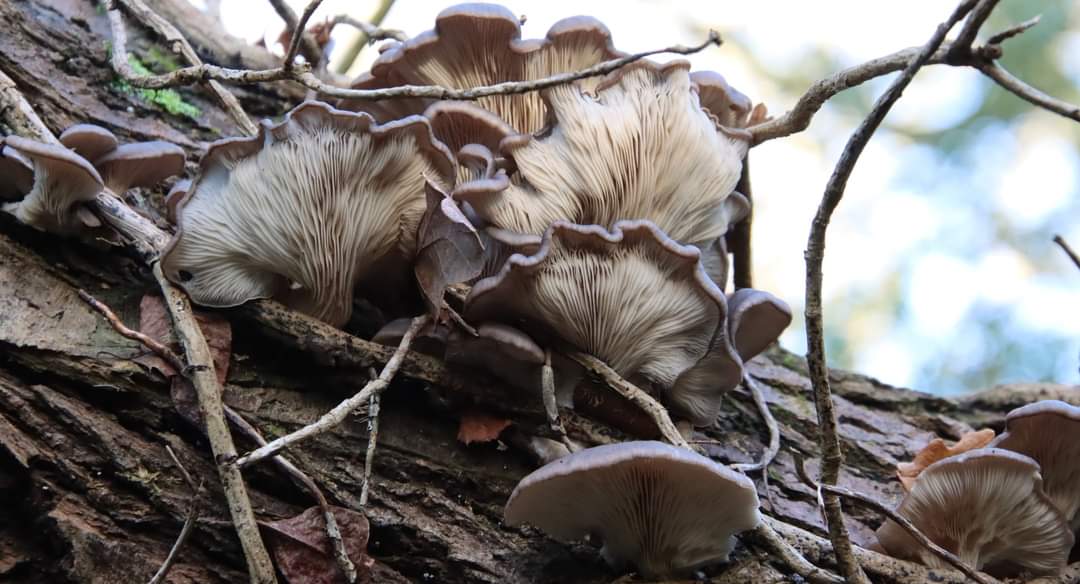 Fungi, Oyster Mushrooms, found on a fallen tree in Bridget Mary Gardens on Monday. A new species for Wildern LNR, this fungi is usually seen in winter @Hants_BIC @HomeWildlife @WoodlandTrust