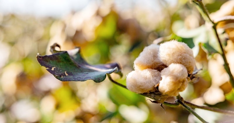 Kledingmerk Girav verbouwt gekleurd katoen om milieu te sparen bit.ly/41qDLYy