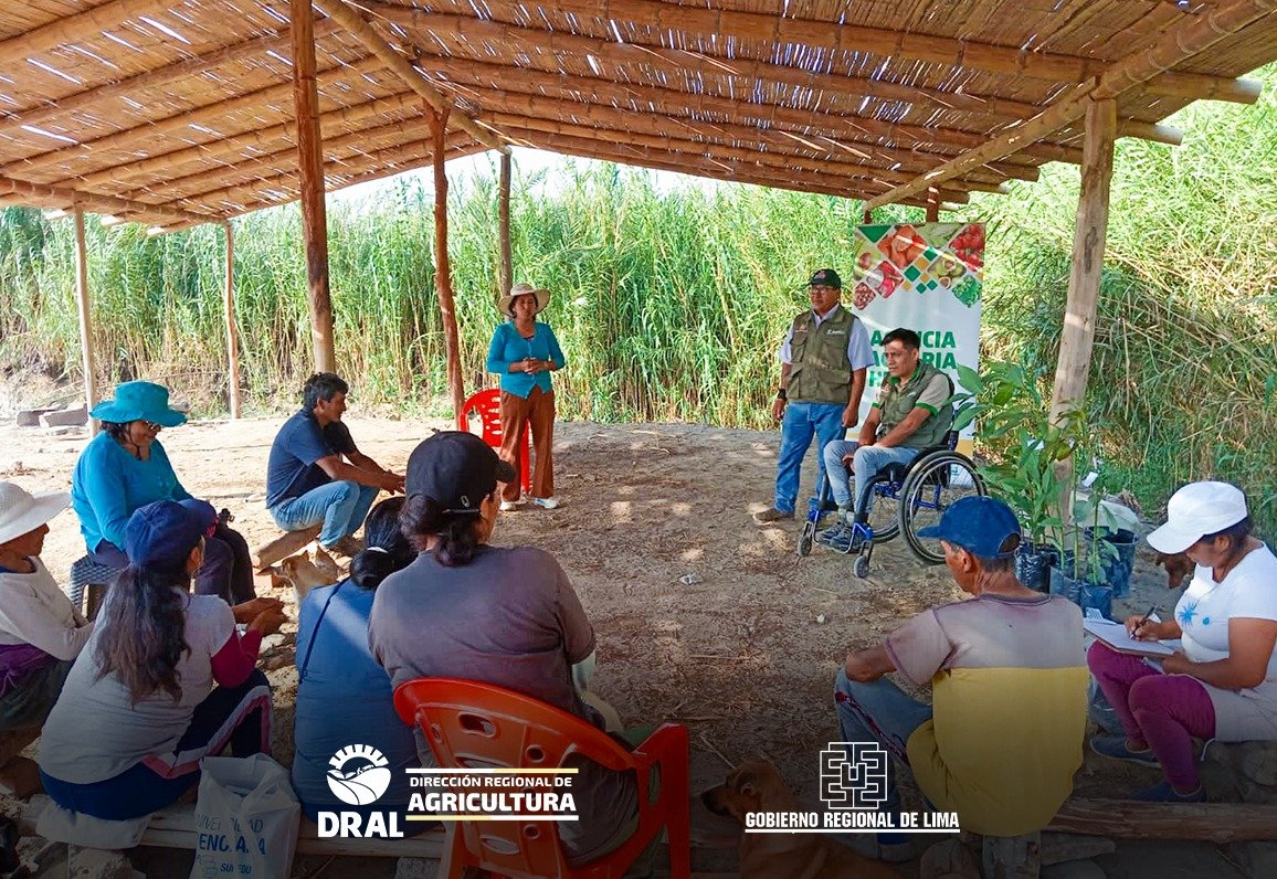 dralimaoficial's tweet photo. Gobernadora Rosa Vásquez @GORELIMA  impulsa capacitaciones a los productores de palto y cuyes  en el sector Pampa de Ánimas en el distrito de Santa María, provincia de Huaura. Destacamos el trabajo de la Agencia Agraria de Huaura. @midagriperu https://t.co/I4ZeKLTZBH