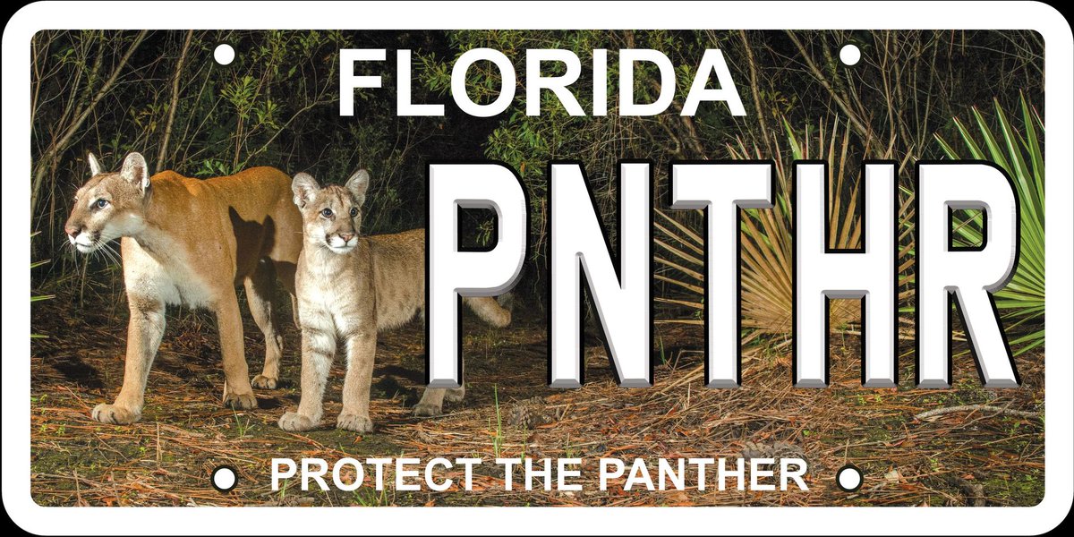 MyFWC (@myfwc) on Twitter photo The new “Protect the Panther” license plate is a stunner, featuring a photo by <a href="/CarltonWard/">Carlton Ward Jr</a> of the now-famous first female panther documented north of the Caloosahatchee River since 1973, along with her kitten. The new “Protect the Panther” license plate is a stunner, featuring a photo by <a href="/CarltonWard/">Carlton Ward Jr</a> of the now-famous first female panther documented north of the Caloosahatchee River since 1973, along with her kitten.