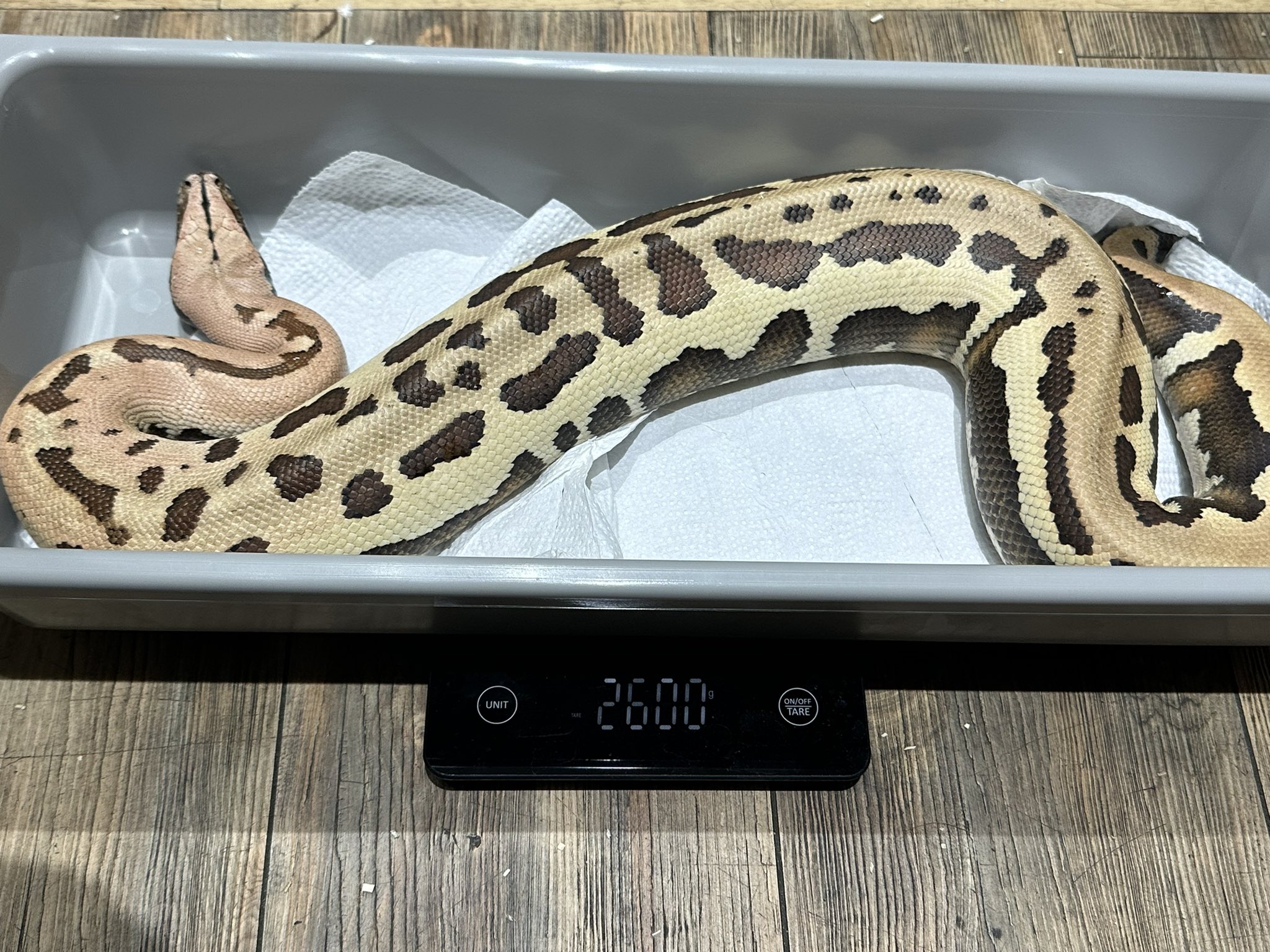 爬虫類ショップ 天和（tenwa_reptiles） on X: 