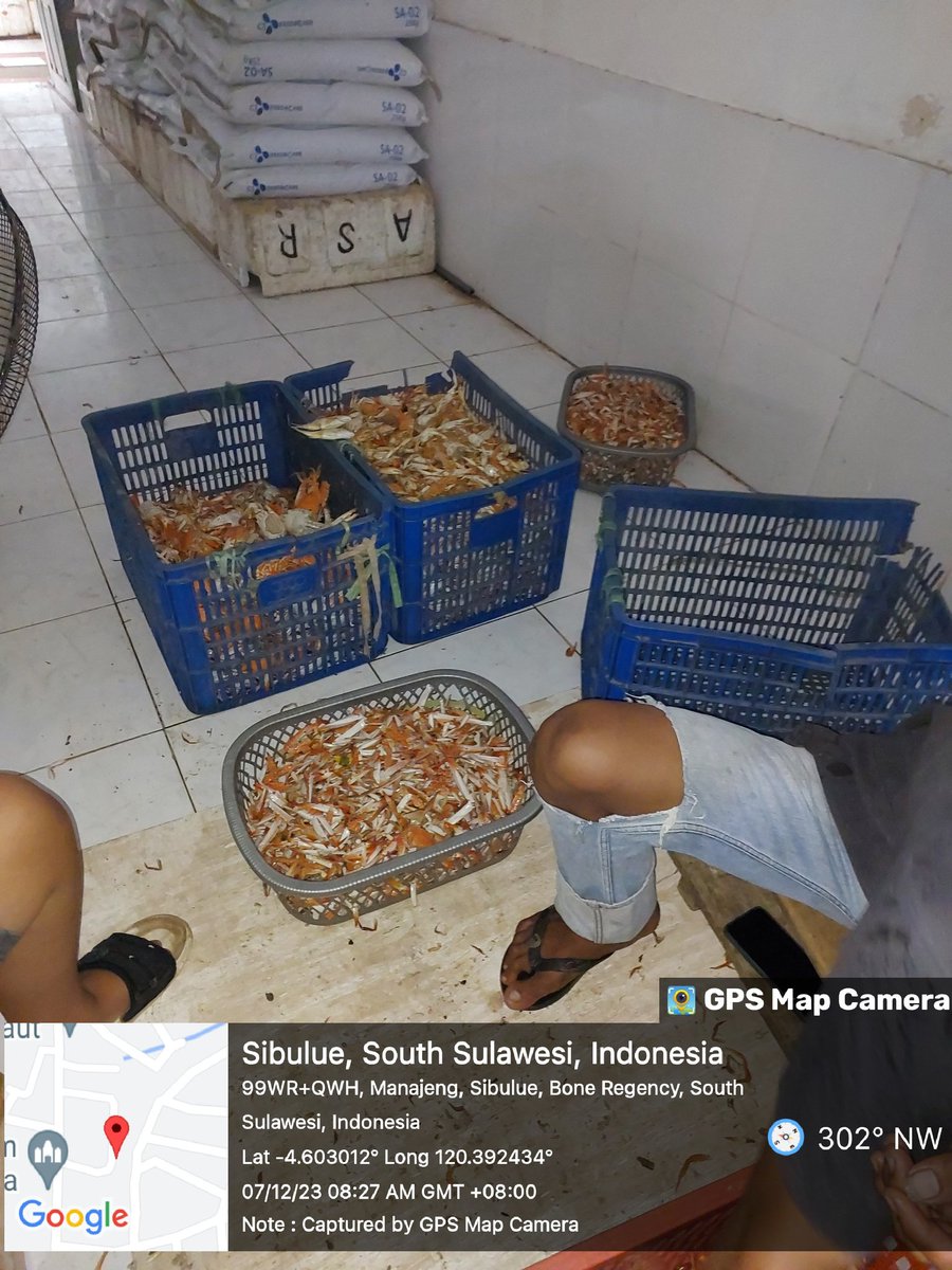 MSyafruddin15's tweet photo. Kamis (14/12/2023), M. Syafruddin, Luhkan Kab. Bone, di KUB Sipakaenre, Buana laut, putra manajengDs Manajeng, melaporkan tangkapan Rajungan, bubu/pukat, malam/pagi, sebanyak 250 kg, harga Jual 60.000/kg #GiatLuhkanSatminkalMaros#Bone#Tangkap https://t.co/L3PLLeh3Se