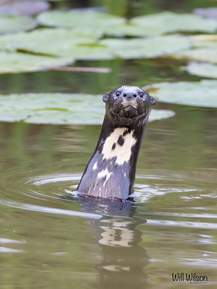 This morning I was photographing an African Jacana on a Lily pad and this Otter and its mate kept popping up to check me out! Such a special experience to see these awesome creatures in the wild, and in #Kigali! 📍@nyandungupark #RwOT #Rwanda