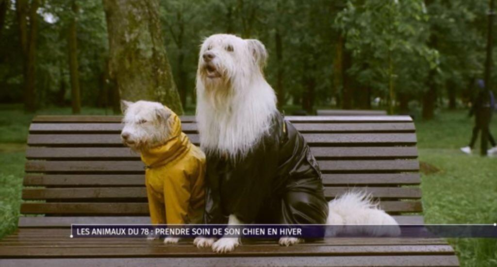 HaticeBarre's tweet photo. Comment faire passer l'hiver à son chien. Conseils du vétérinaire sur @TV78_Yvelines , la chaîne amie des animaux.

https://t.co/BFczOA9Kci https://t.co/8QoXxNH4t7