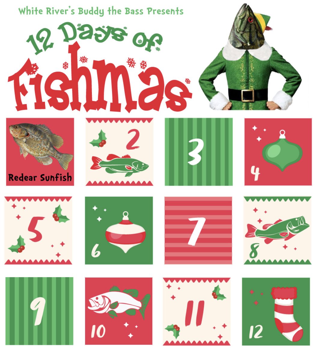 It's Day 1 of the 12 Days of Fishmas! 
Today's fish is the Redear Sunfish. This fish can grow to around 10" in length &amp; prefers warmer, calm water with aquatic plants &amp; logs. Typically not found in the main fast-flowing river channel, preferring quieter waters in protected coves.