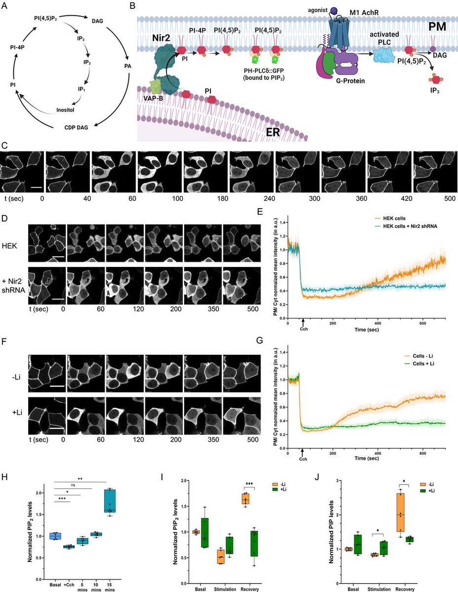 This study demonstrates that lithium that is used to treat bipolar disorder acts via IMPA1 to regulate calcium signaling and neuronal excitability @RPadinjat @NCBS_Bangalore life-science-alliance.org/content/7/2/e2…