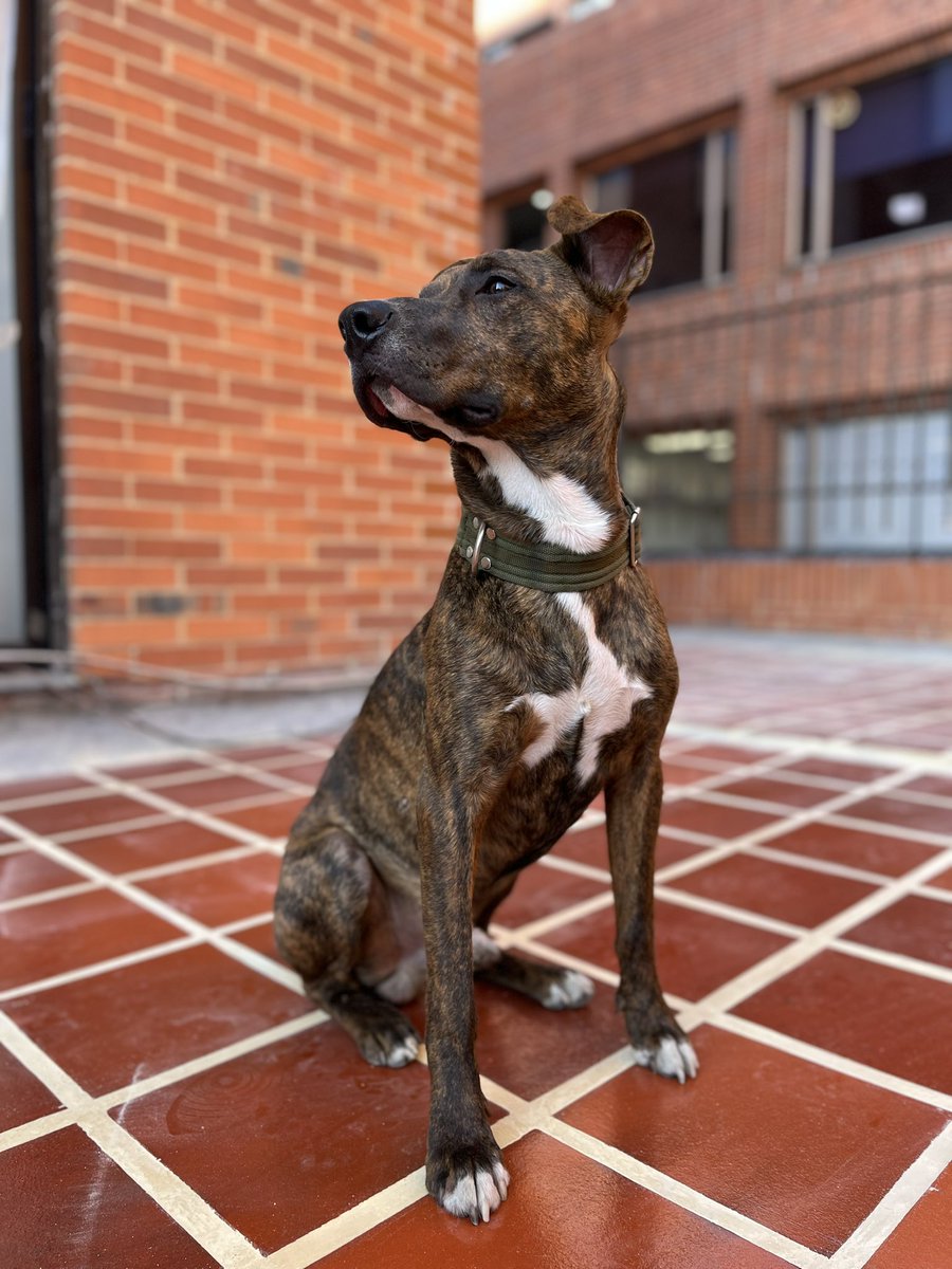 PetAngelsCol 🐱🐶 tweet media