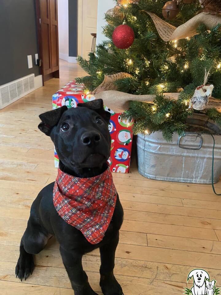 It’s the season of giving 🎄and what better way to spread hope and joy than to open your home to an animal in need! 🐶 Adira is lucky. She found a foster home but there are so many more in the shelter! Get involved today at aarcs.ca/foster/. You won’t regret it!