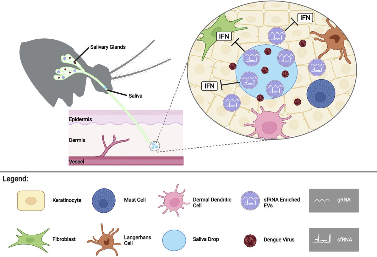 In this study, researchers report the discovery of high levels of the anti-immune subgenomic flaviviral RNA (sfRNA) in dengue virus 2-infected mosquito saliva: plos.io/3u9yCHv