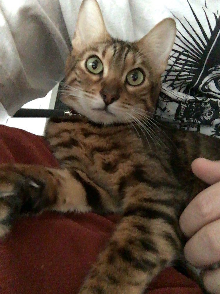 Pharol5's tweet image. 12月14日、愛しい娘がお空に登って7年目の夜。どうしてこの日は辛いことが重なるんだろう・・・ベレト、、お空の暮らしはどうですか？ねぇ、、ファロ君痒いのナイナイしてくんないかなぁ、、、