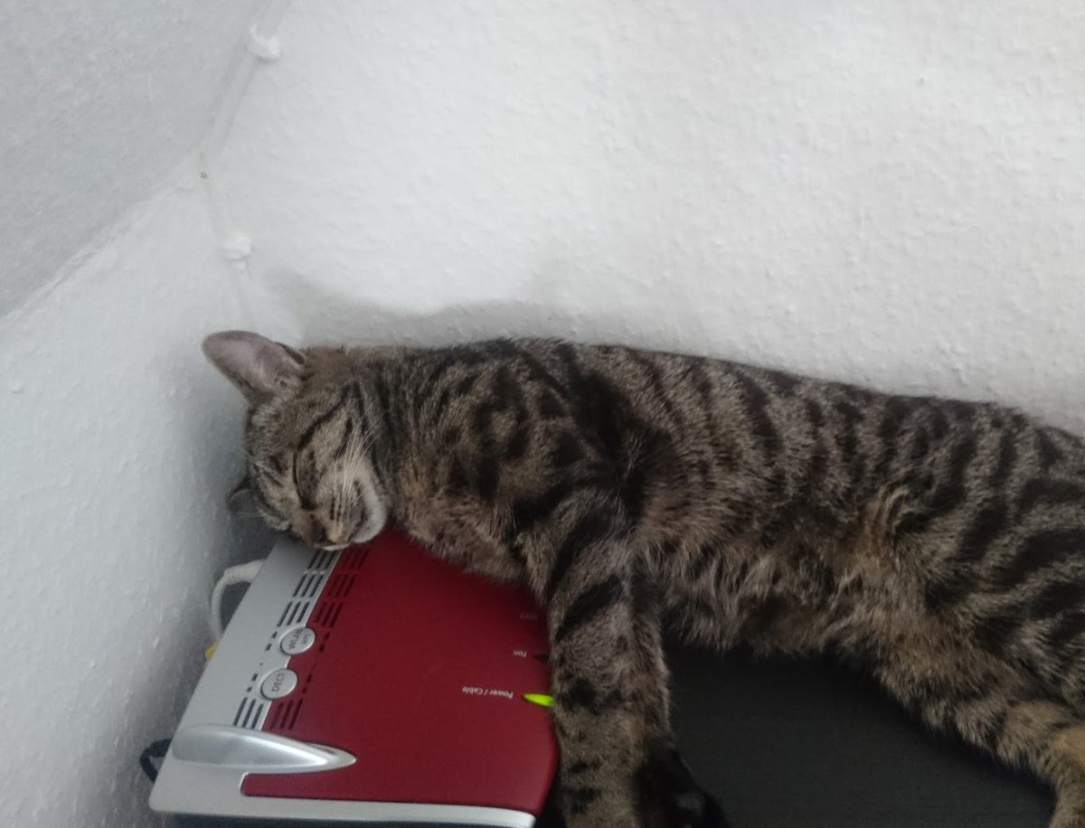 hinter türchen 14 vom katzventskalender legt filou das internet lahm