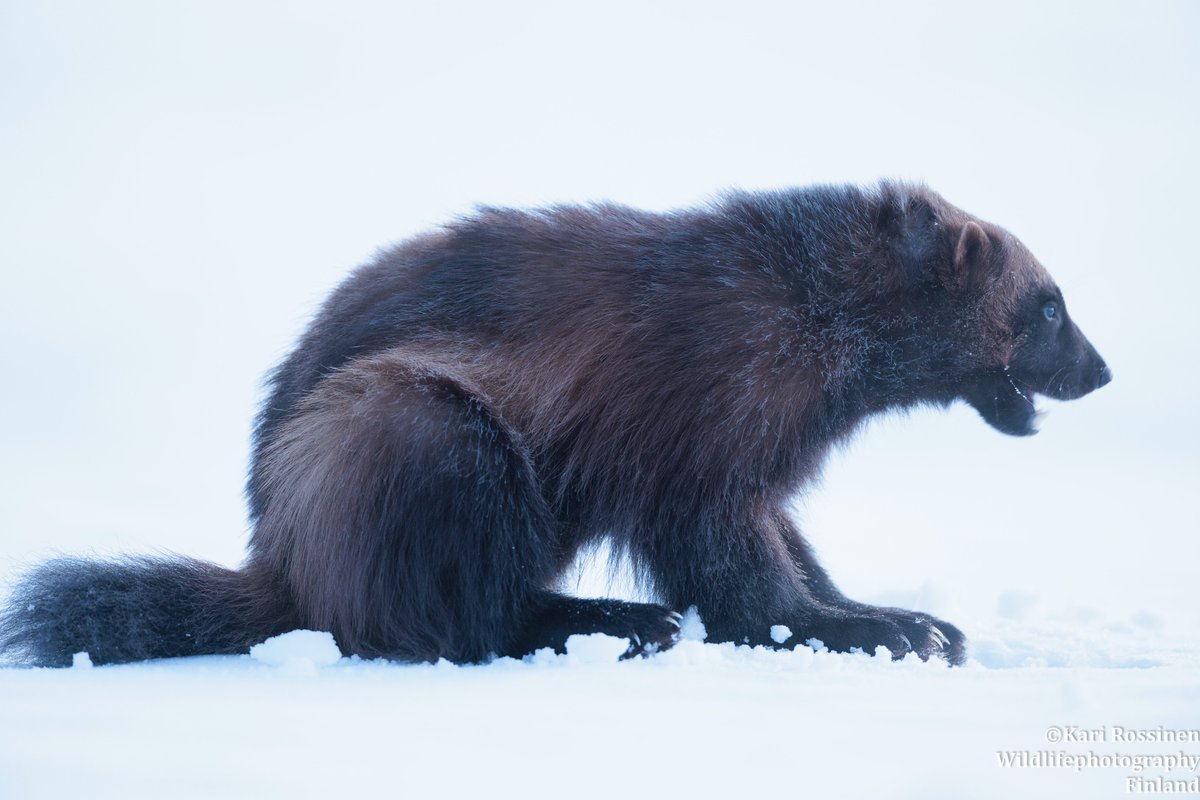 KRossinen's tweet image. Pakkasahma, karva huurteessa. #wolverine #gulogulo #frosty