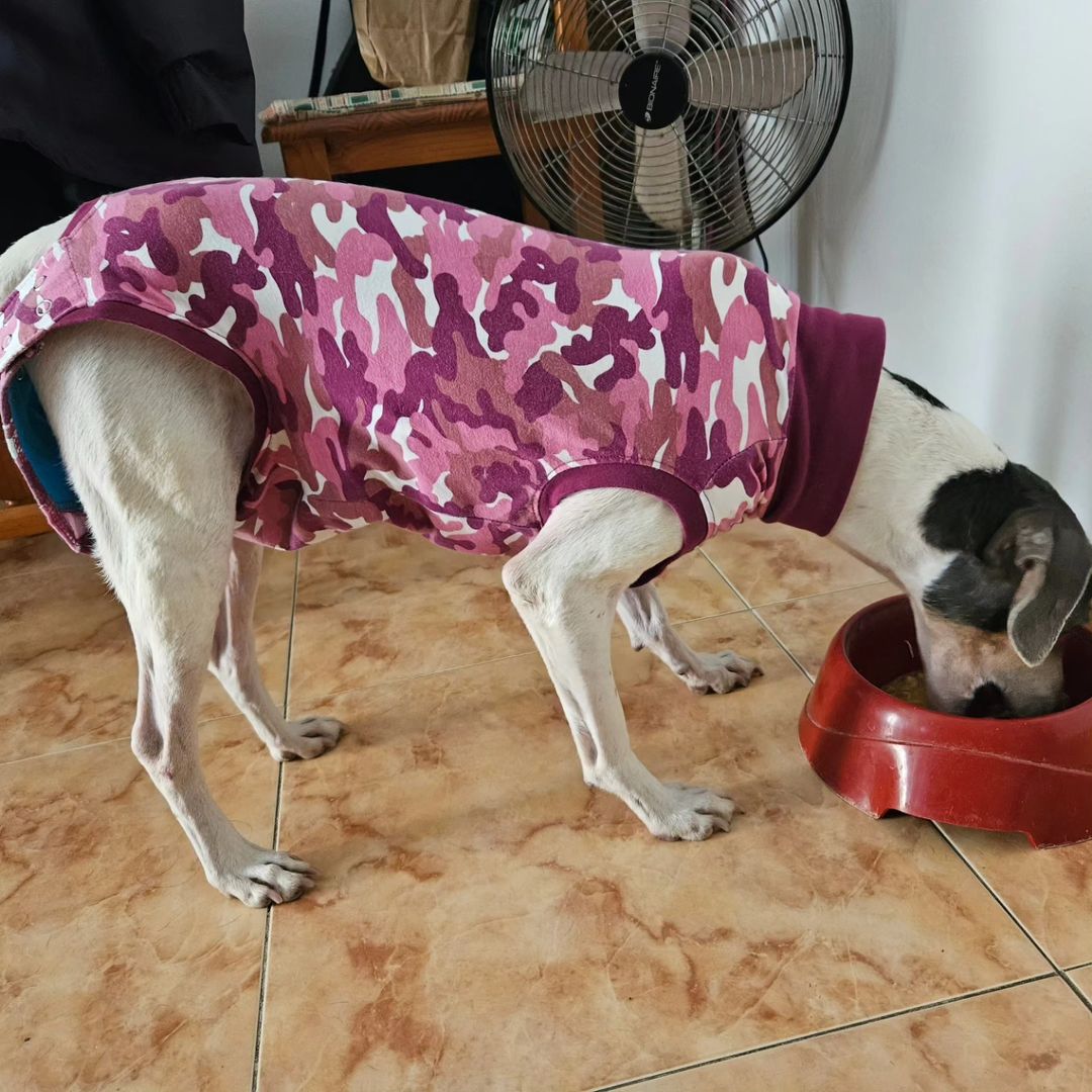 ColectivoDara's tweet photo. ⚠️CIRUGÍA DE URGENCIA⚠️ El pobre Thor no puede tener más mala suerte 😭 Tras fallecer su mami humana y ser rechazado por el resto de la familia, pasó más de una semana en la perrera donde se comió algo que atascó su intestino. Una vez rescatado, le hicimos pruebas porque (+) https://t.co/kw0cvVX4dP
