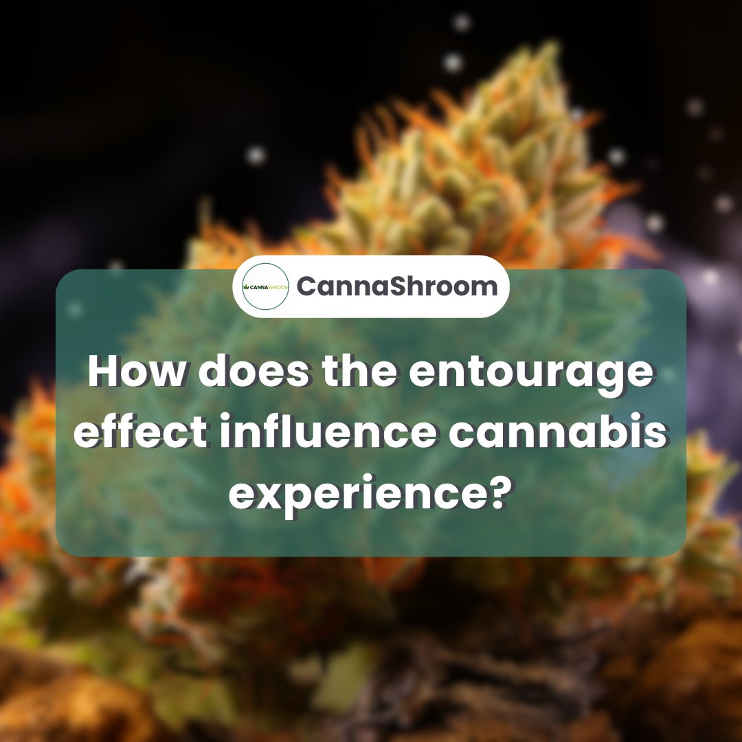 1/5 🌿✨
The entourage effect is a key concept in cannabis science, highlighting the synergy of compounds like THC, CBD, and terpenes working in harmony. #CannabisScience #EntourageEffect