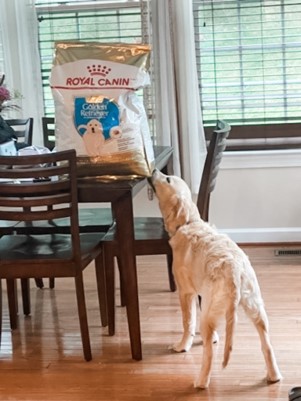 Just reaching for a little snack! 🐶 #RoyalCaninDogs 📷: @theperfectgoldenpenny