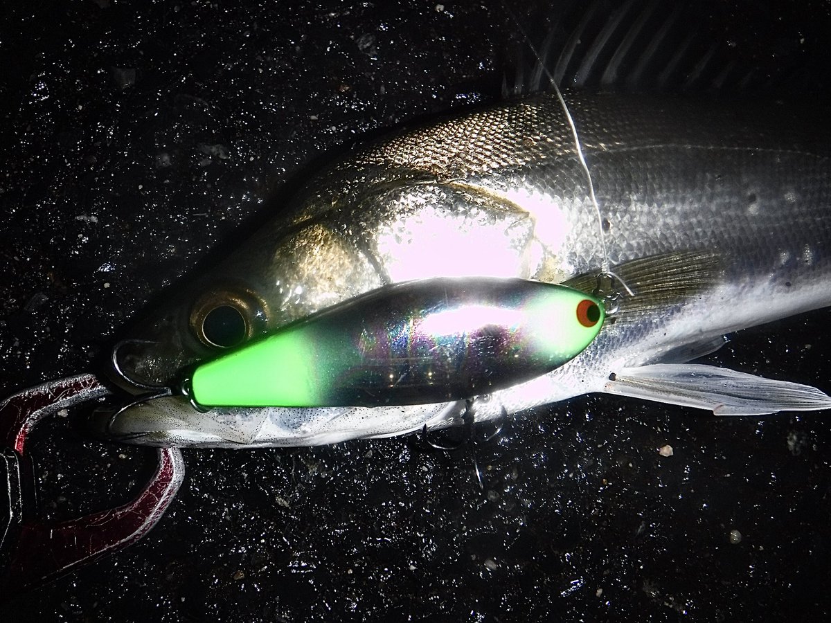 toshizou0036's tweet image. 可愛いサイズがずっと釣れました🤣
終盤戦。
#fimo #fimoフィールドモニター