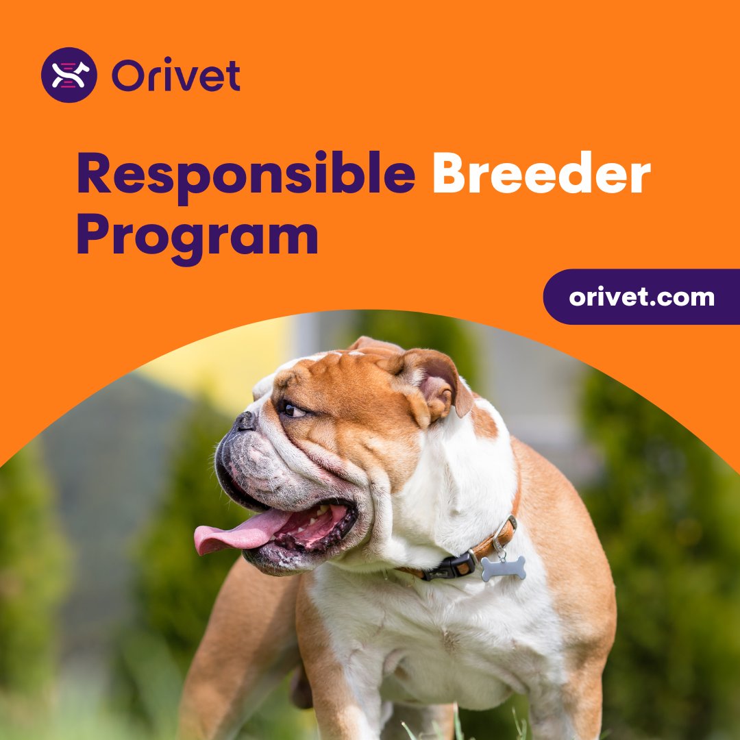 Orivet works with many professional breeders in Australia, New Zealand, and around the globe and has developed the Responsible Breeders Program to help ensure integrity and professionalism in Breeding practices. Learn more here: bit.ly/3IDqGQE #orivet #dogdna #breeders