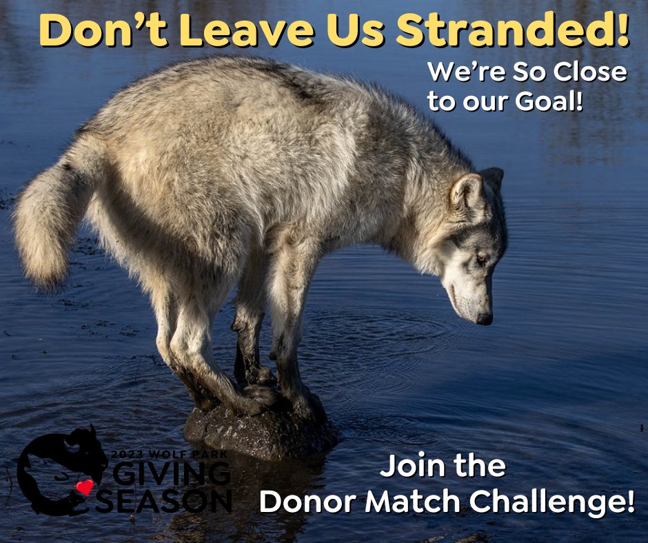 🌟Don't Leave Us Stranded!🌟
We're soooo close to our $15,000 goal. We're extending the challenge until the end of today! Every $$ counts- twice!
🌟Act Now!! bit.ly/3QLxKk7
#ThankYou ❤ #GivingSeason #WolfPark #SaveWolves #SaveWilderness