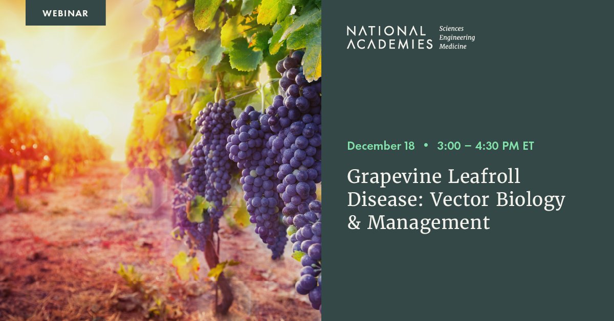 A National Academies committee tasked with researching #grapevine viruses and diseases — as well as their impact on #agriculture — will discuss grapevine leafroll disease and the #biology and management of its vectors at a December 18 webinar. Register: ow.ly/3Fyi50QhsPk