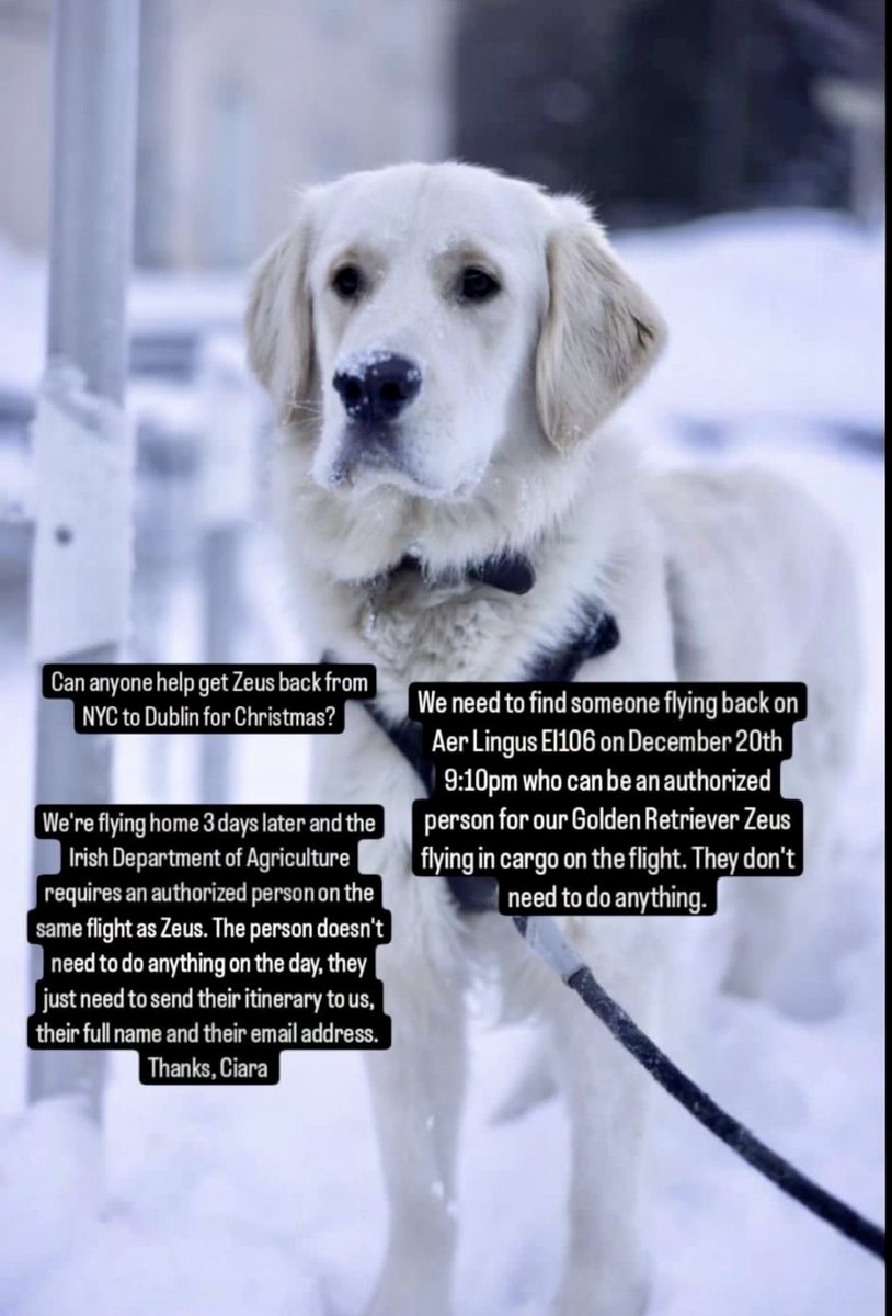 cregan ā (@cregan) on Twitter photo Letās get Zeus back to Ireland safely for Christmas with Ciara.āļøšThanks for the call <a href="/rteliveline/">Liveline</a> . Remember the next <a href="/IrishNetworkNY/">Irish Network NYC</a> event is at the <a href="/TheChurchillNYC/">The Churchill</a> Dec 27th looking forward to seeing lots of new faces #togetherfromafar <a href="/IrelandinNY/">Irish Consulate NYC</a> <a href="/EIIC1/">EIIC</a> Letās get Zeus back to Ireland safely for Christmas with Ciara.āļøšThanks for the call <a href="/rteliveline/">Liveline</a> . Remember the next <a href="/IrishNetworkNY/">Irish Network NYC</a> event is at the <a href="/TheChurchillNYC/">The Churchill</a> Dec 27th looking forward to seeing lots of new faces #togetherfromafar <a href="/IrelandinNY/">Irish Consulate NYC</a> <a href="/EIIC1/">EIIC</a>