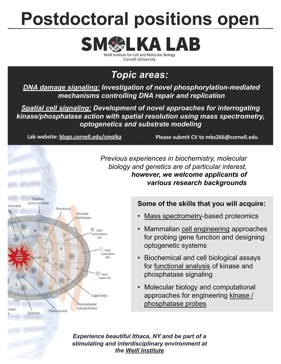 We have postdoctoral positions open (see ad below). Projects involve DNA damage signaling mechanisms and development of novel approaches to interrogate kinase/phosphatase action in cells. Come join our lab! Please share / apply.