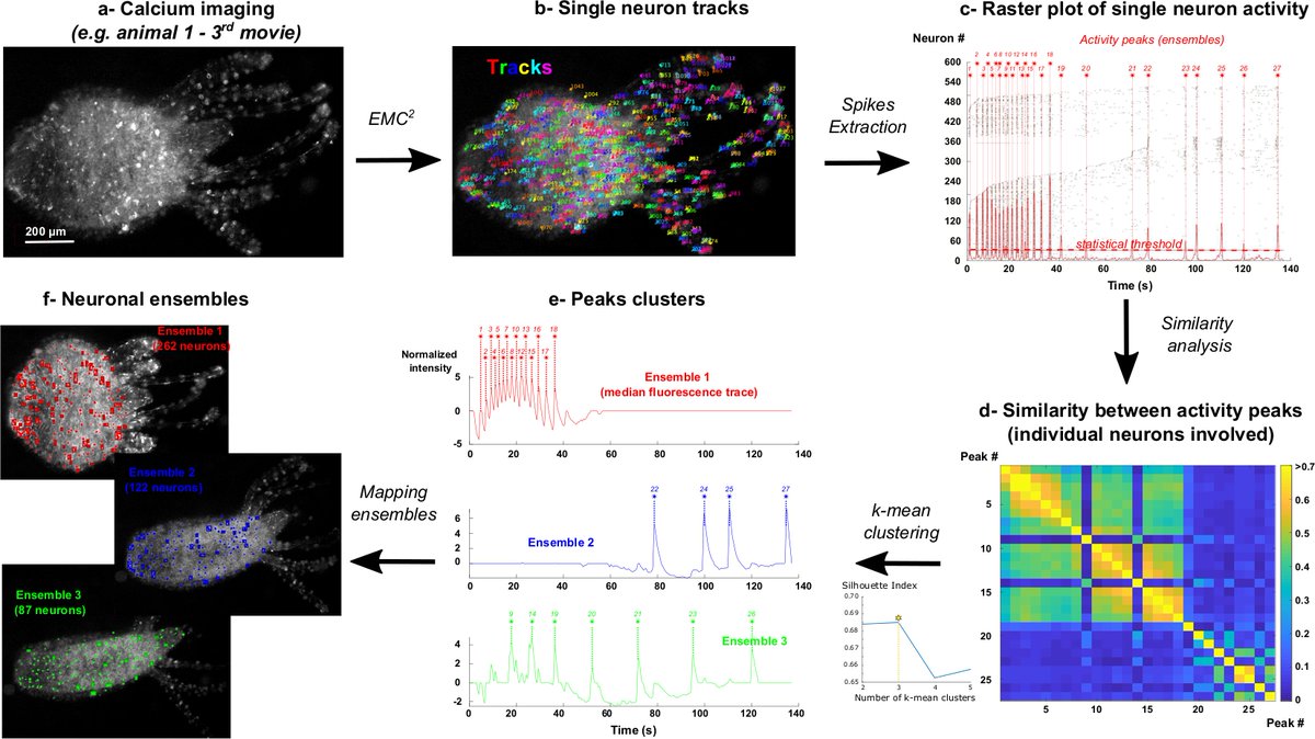 In this recent study, researchers from @Columbia and @UW discuss tracking calcium dynamics from individual neurons in behaving animals: plos.io/2YNsEMI