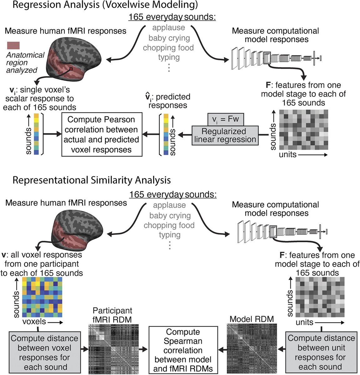 How well do #NeuralNetwork models account for #AuditoryCortex responses? @GretaTuckute @jenellefeather @dlboebinger & @JoshHMcDermott show that most trained DNNs show improvement over a classic baseline model, with cortex-like organization #PLOSBiology plos.io/46Z5ArK