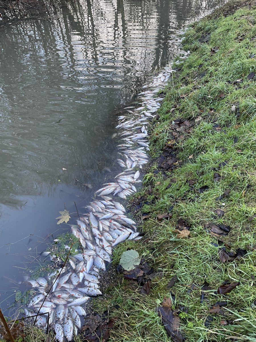 A serious water pollution incident this week near Ferry Meadows, Nene Park #Peterborough, has led to thousands of fish deaths. We are investigating but if you can help please get in touch below👇