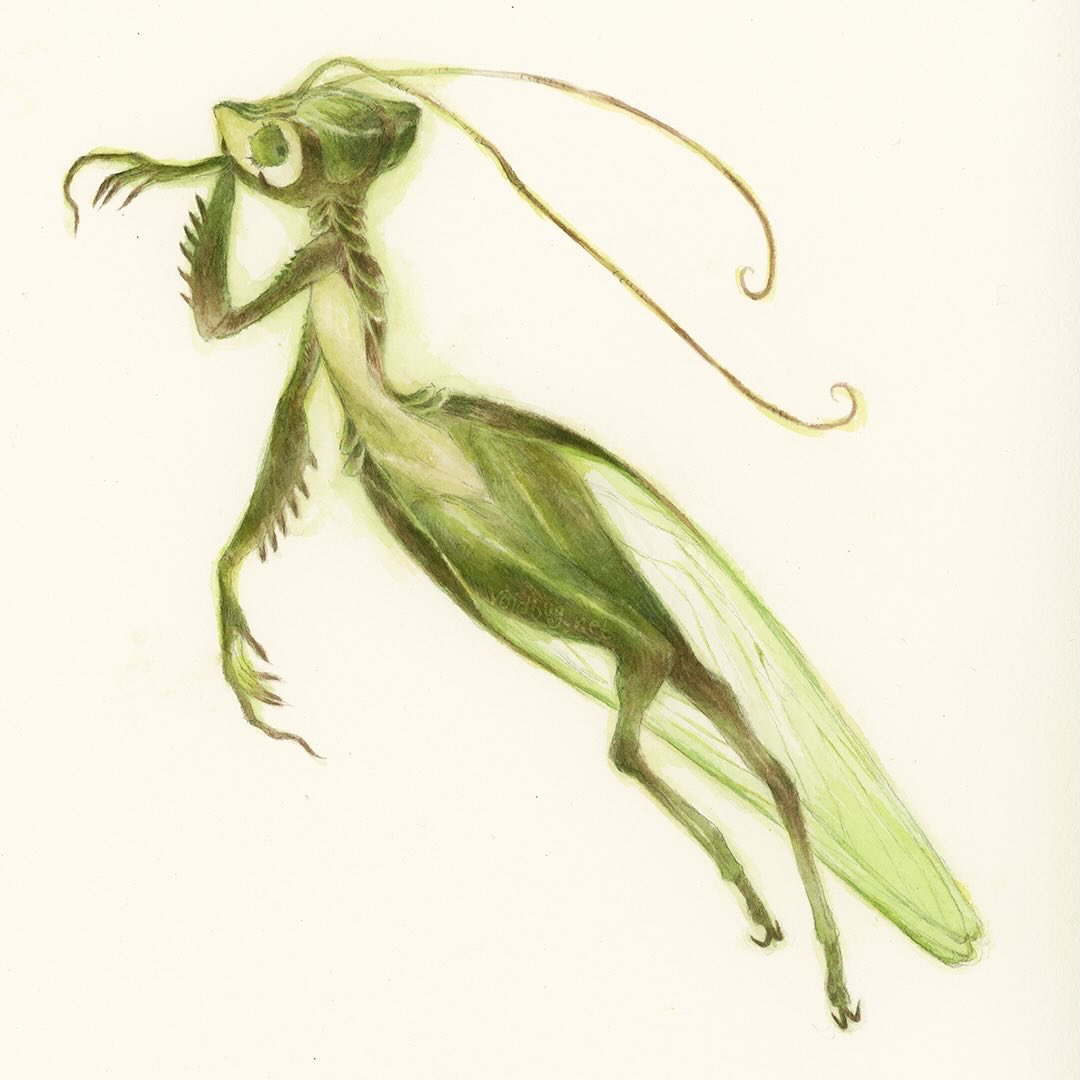 Chinese Mantis Fairy