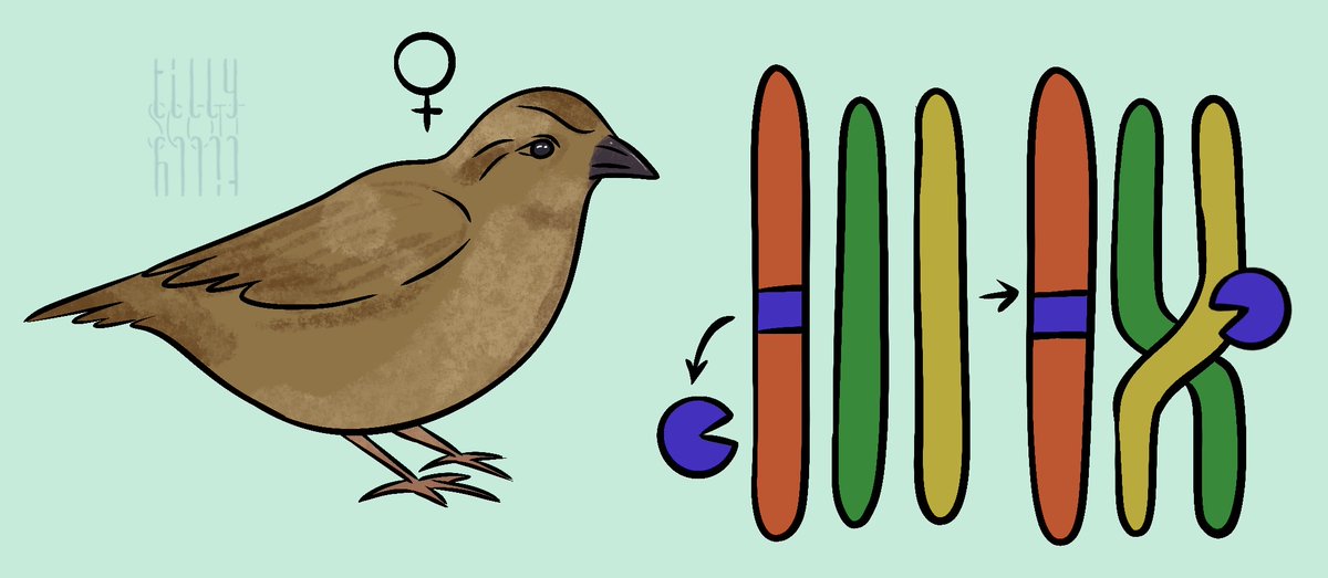 Are you a non-UK student looking for a PhD in evolutionary genetics? Our lab in Edinburgh is seeking applicants to investigate landscapes of recombination in wild mammals and birds 🦄🐦. More info in link 👇please get in touch ASAP. (Image: @TillySScott) docs.google.com/document/d/1vj…