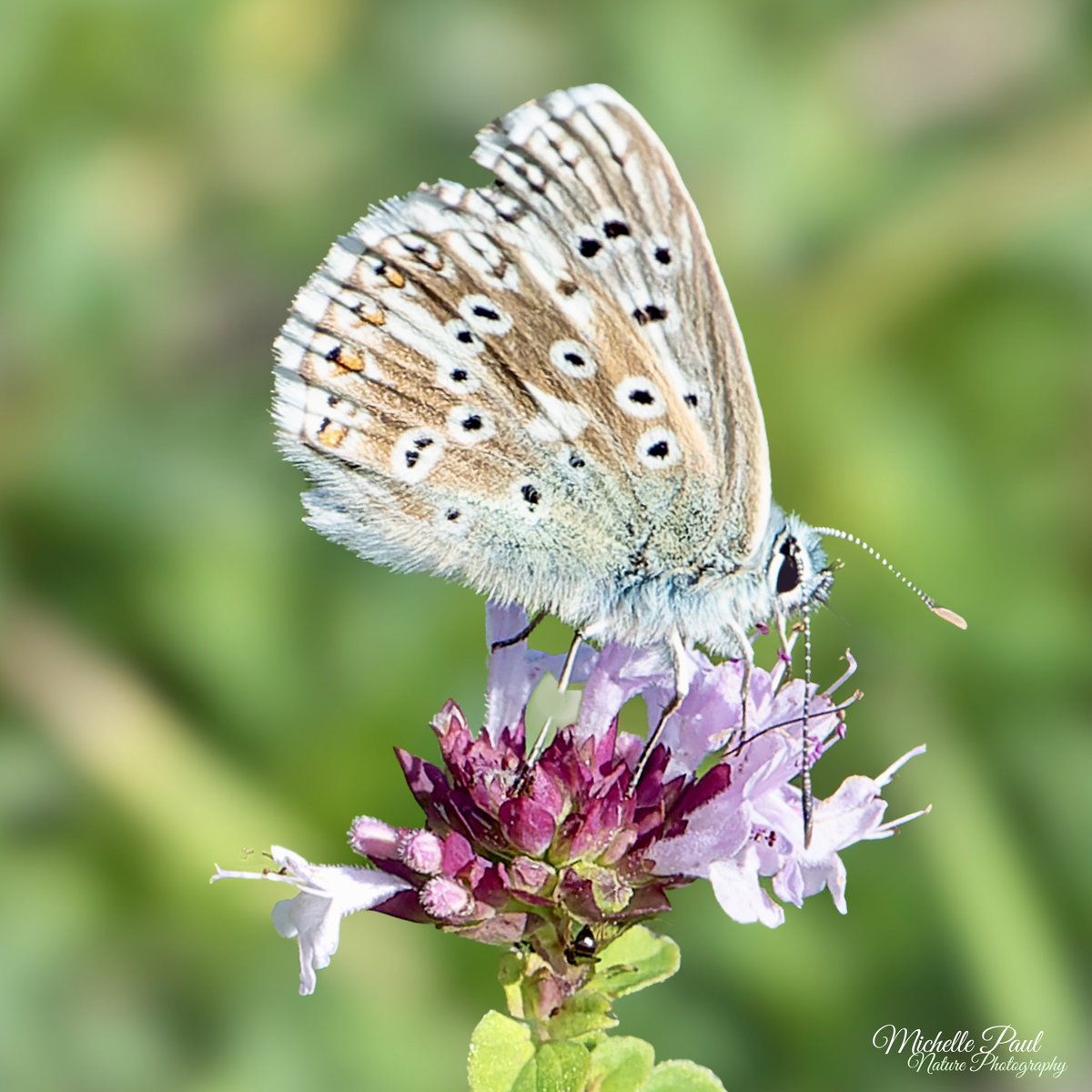 I have so many lovely butterfly photos from the summer that I haven’t posted yet, such as this Chalkhill Blue. More to come! 🦋 

#TwitterNatureCommunity #TwitterNaturePhotography #nikonphotography #nature #Butterflies #insects #Lepidoptera #Lycaenidae #ThrowbackThursday #summer