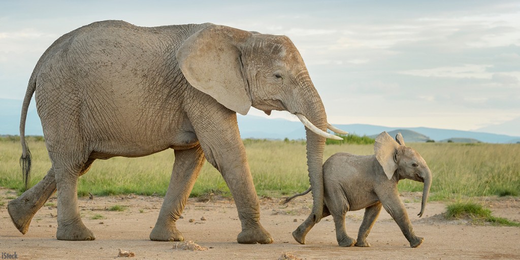 Exciting news! New research suggests that elephants give each other names - the first time this has been recorded in non-humans. This highlights the incredible intelligence of elephants 🧡 Read more about this exciting discovery 👇 bornfree.org.uk/news/new-resea…