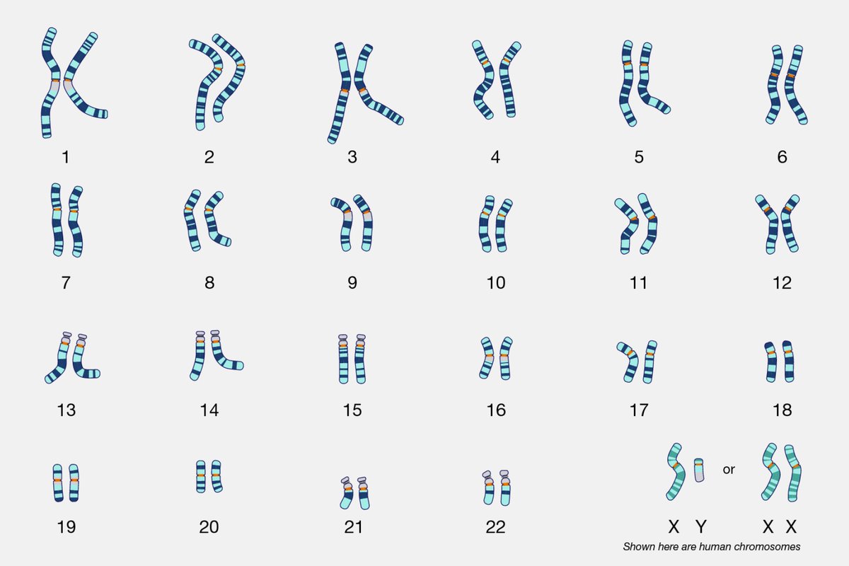 Genes expressed from the X and Y chromosomes impact cells throughout the body—not just in the reproductive system—by dialing up or down the expression of thousands of genes found on other chromosomes. New findings from @PageLabXY: wi.mit.edu/news/sex-chrom…