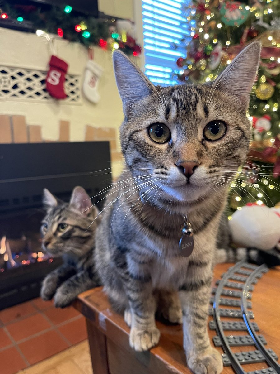 Here’s a #ThrowbackThrusday to our first Christmas in 2021! Happy #FluffyFursday friends!❤️🐾🐾🎄☃️🛷
#CatsOfTwitter #CatsOfX #CatsAreFamily