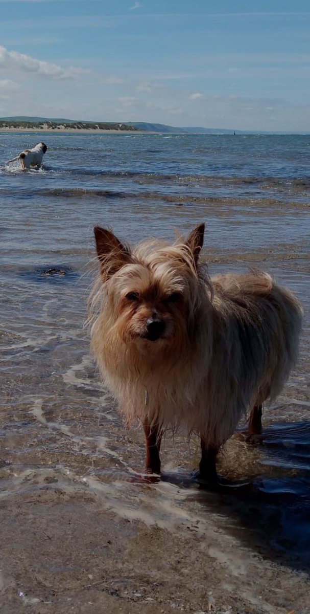 <a href="/jutucker/">Rosie / For Lord Coco 🌈😔</a> <a href="/MoochYorkie/">Mooch</a>  special thoughts today on the first anniversary of sweet Mooch making her journey over the rainbow.   Smile as you remember her.❤️❤️❤️
