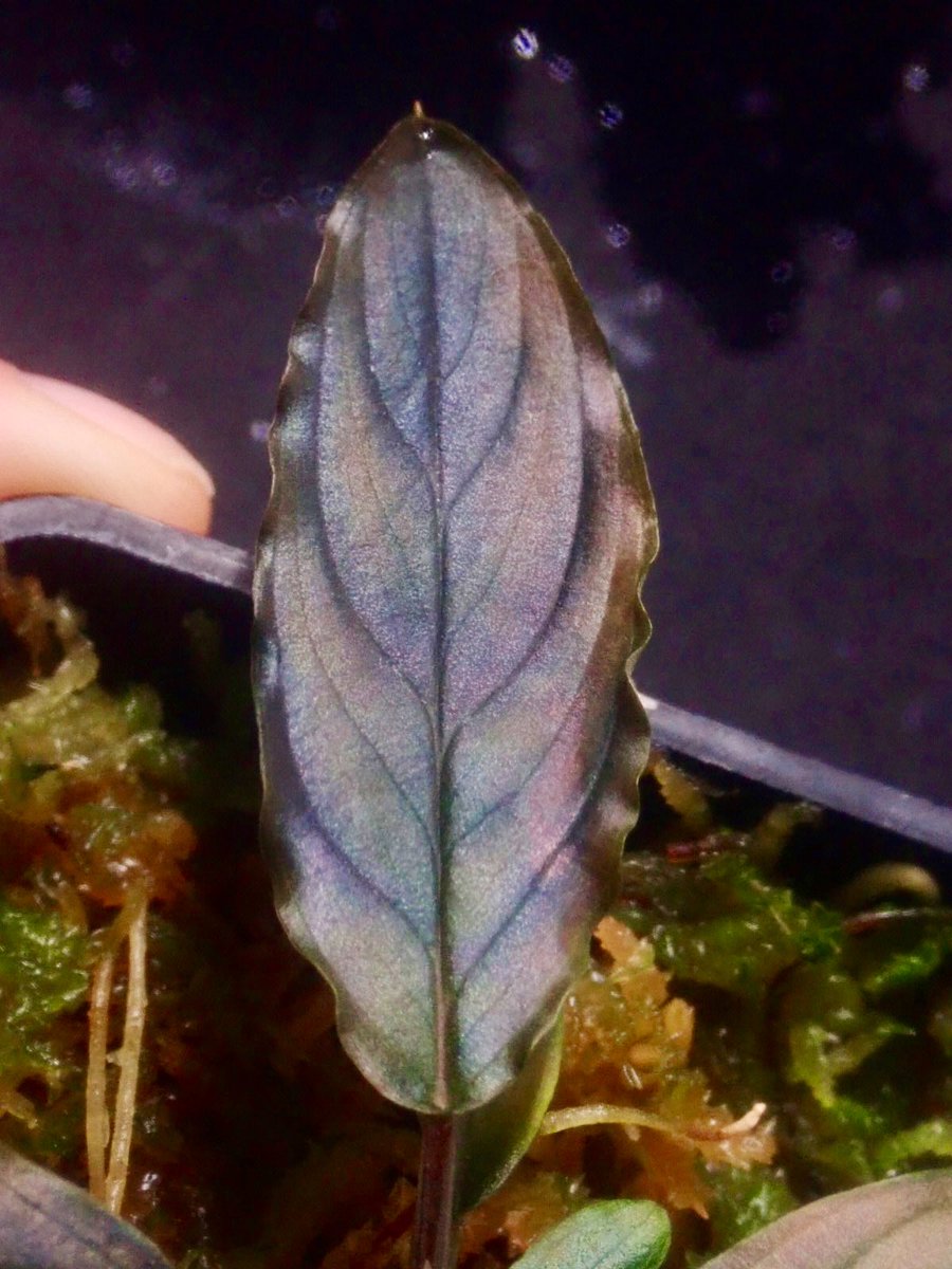 Homalomena “濡烏×Euc” 【LA-hyb.22-06】 新たな新葉が開いたので撮影