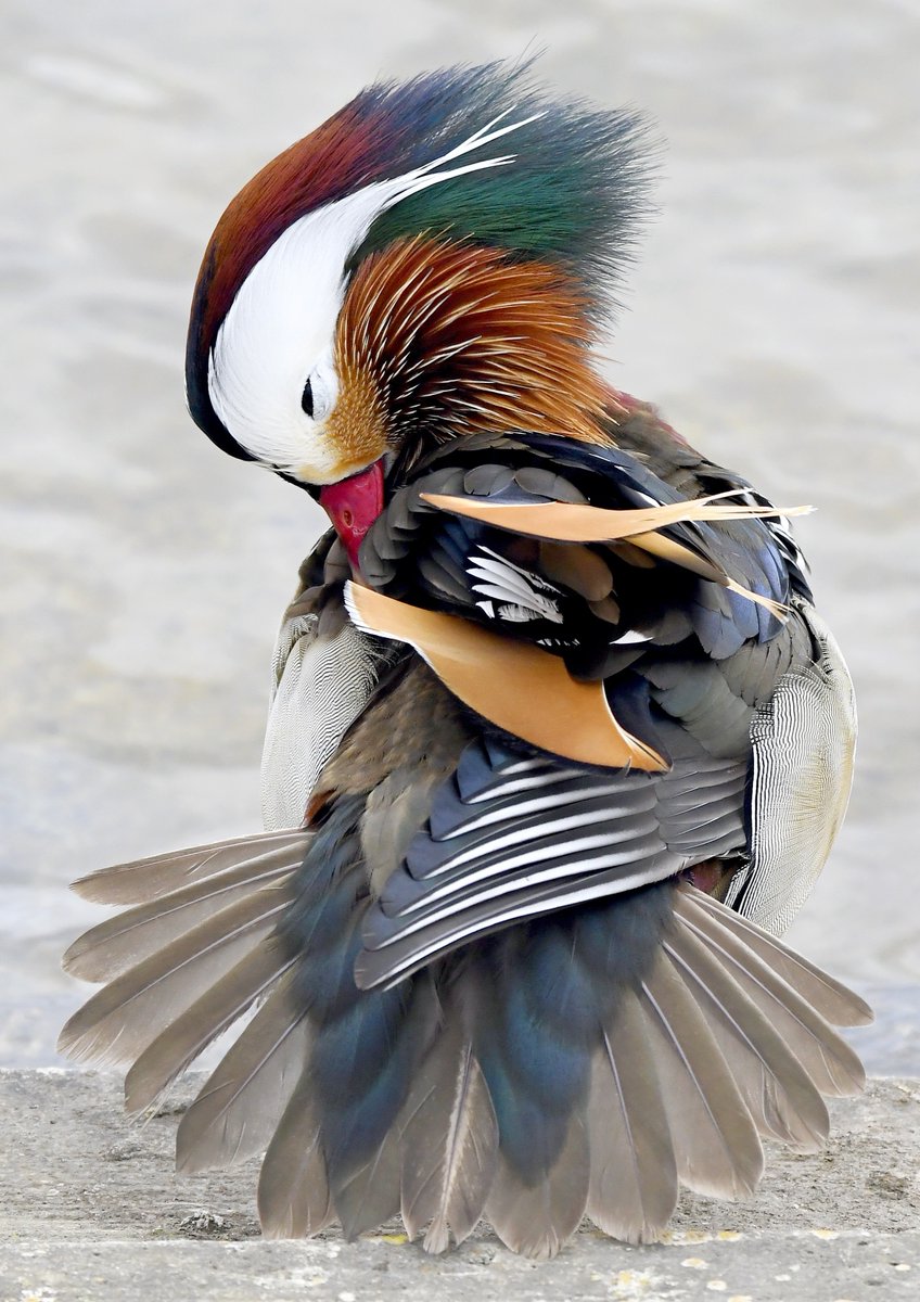 It's Friday! 😀 Once again, I'm asking my dear followers to please retweet this photo of a gorgeous male Mandarin if you see it! 🙏 This is to help my account be seen by the people who actually follow me!🐦 Thank you! 😊♥️ #FridayRetweetPlease