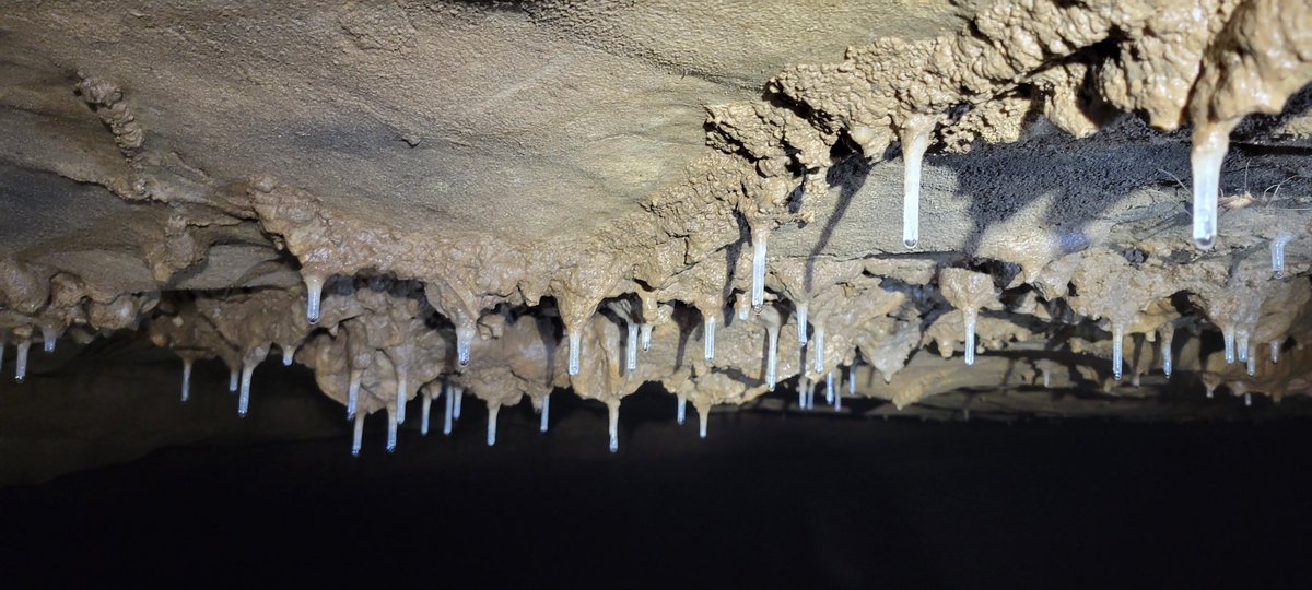 Welcome to the cave nursery! These baby stalactites from our upper passageway are also known as "soda straws." 🥤