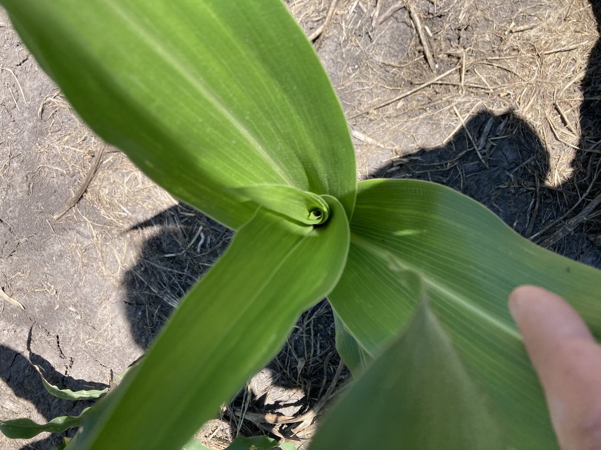 Maíz con Estímulus Grass en la siembra.
Zona Kiyú, San José. 
Siembra 25 de setiembre. 
🌽🌽