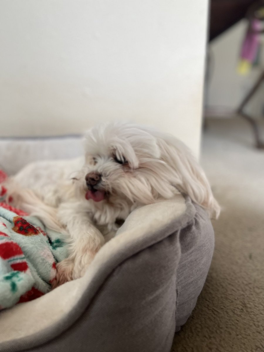 starrdustdodie's tweet photo. My puppy turned 15 today 🥺

He may only have like 5 teeth but he still gets the zoomies daily https://t.co/03n6RVK06U