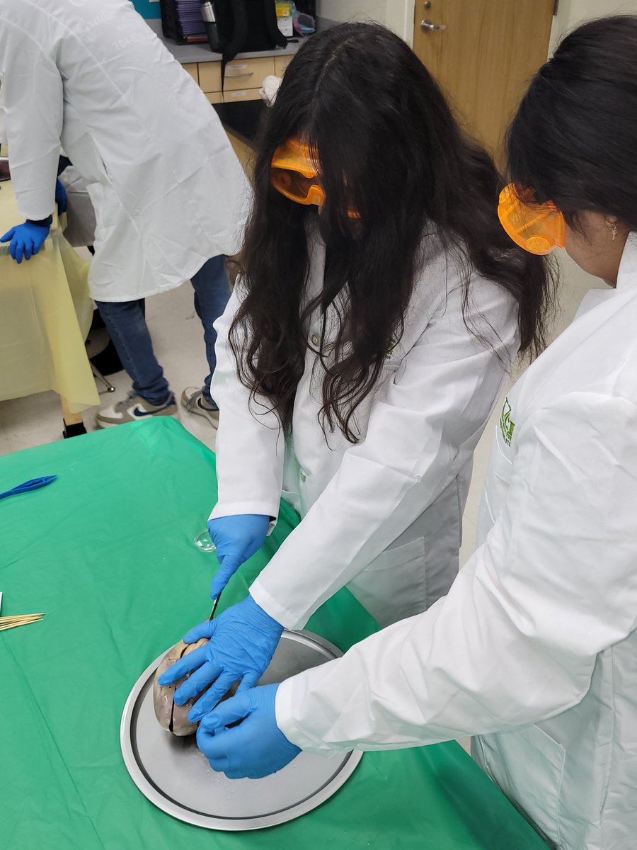 Tara Todd (@tara_todd01) on Twitter photo Had a fantastic time helping <a href="/HSAMonroeMiddle/">HSA at Monroe Middle School</a> with the pig heart dissection. <a href="/UCPSNC/">Union County Public Schools</a> <a href="/AGHoulihan/">Andrew G. Houlihan</a> <a href="/AtriumHealth/">Atrium Health</a> <a href="/RimmerEdTech/">Casey Rimmer</a> Had a fantastic time helping <a href="/HSAMonroeMiddle/">HSA at Monroe Middle School</a> with the pig heart dissection. <a href="/UCPSNC/">Union County Public Schools</a> <a href="/AGHoulihan/">Andrew G. Houlihan</a> <a href="/AtriumHealth/">Atrium Health</a> <a href="/RimmerEdTech/">Casey Rimmer</a>