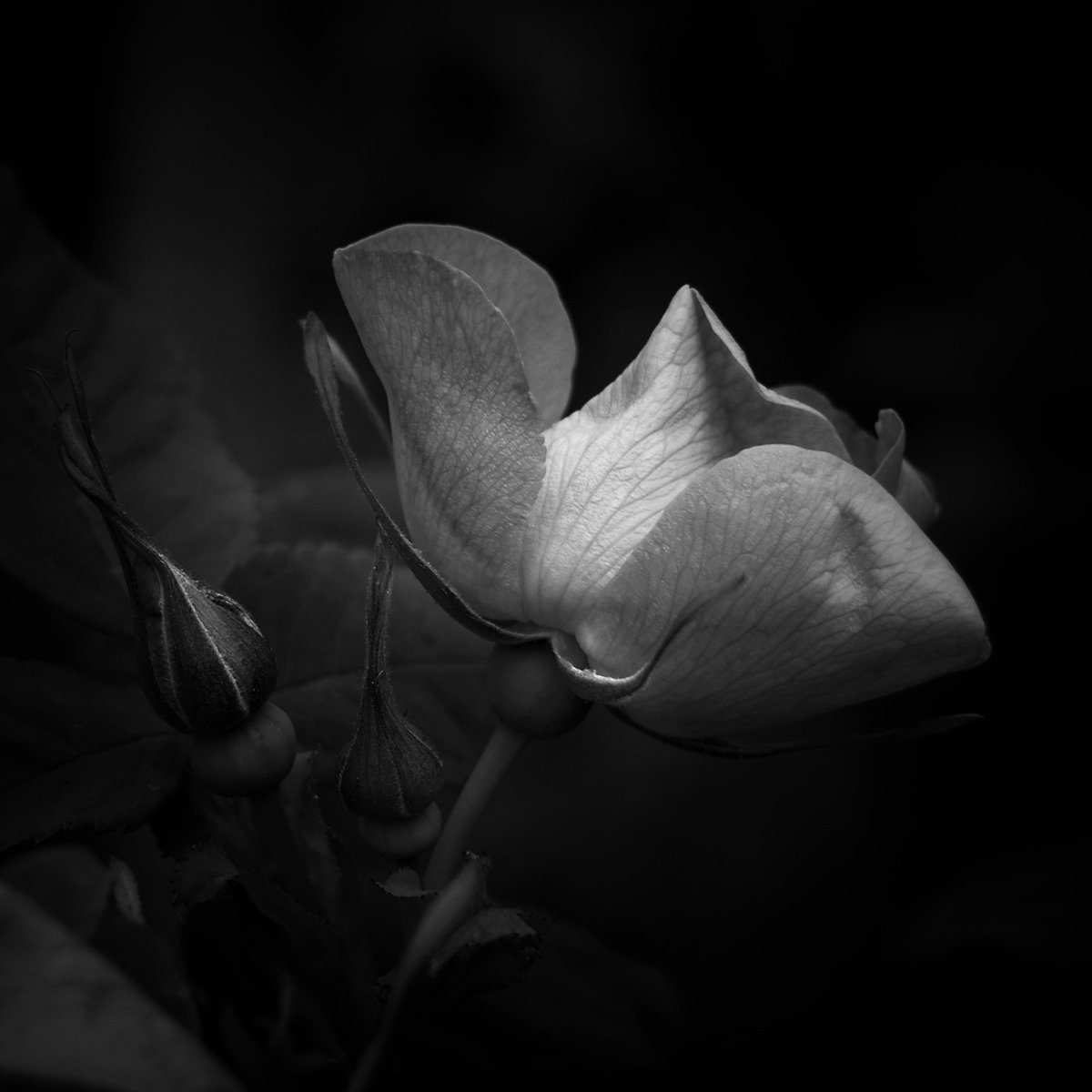 Rose on mute. #bnw_macro_flowers2 #BlackandWhiteMacro #BlackandWhitePhotography #wildflowers