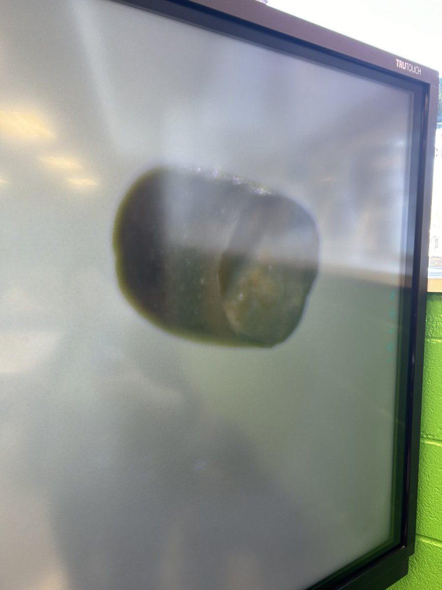 FCSreader's tweet image. Oh my goodness…they’re too funny!!  Everyone is crowded around the Microeye @FranklintonMS trying to identify their microfossils!!