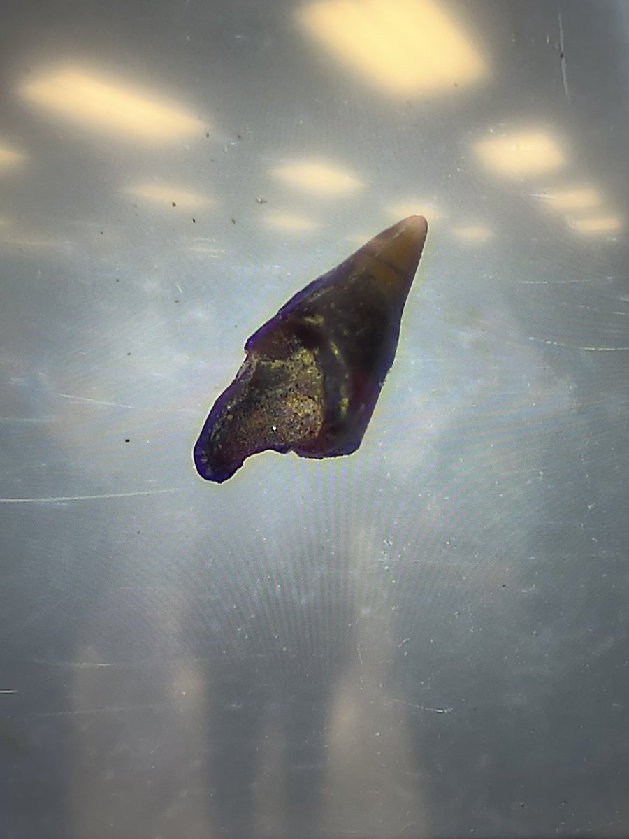 FCSreader's tweet image. I had to push them out of the way to see this one @FranklintonMS!!  Thank you @NaturalSciences for the opportunity to find these!