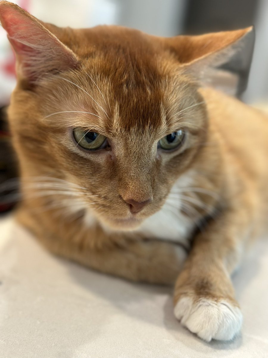 MerissaKoko's tweet image. This sweet baby had a great vet visit today. His glucose is the lowest it’s been since we started this diabetes journey. Hallelujah! #felinediabetes #samsonstrong