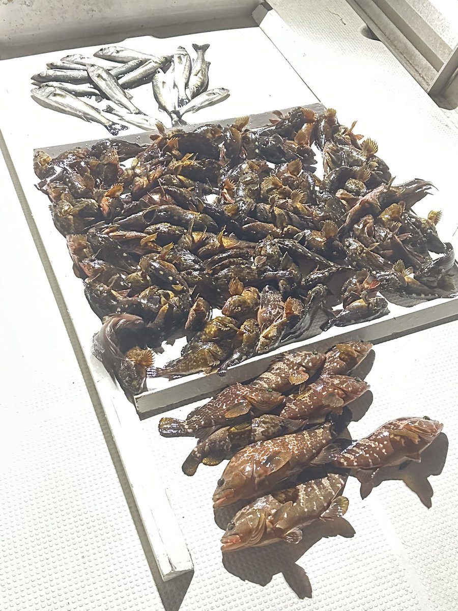 名古屋港エリア
トップガン名古屋の中乗り♬
今日はシーバス,ロックフィッシュ便
#シーバス #カサゴ #キジハタ