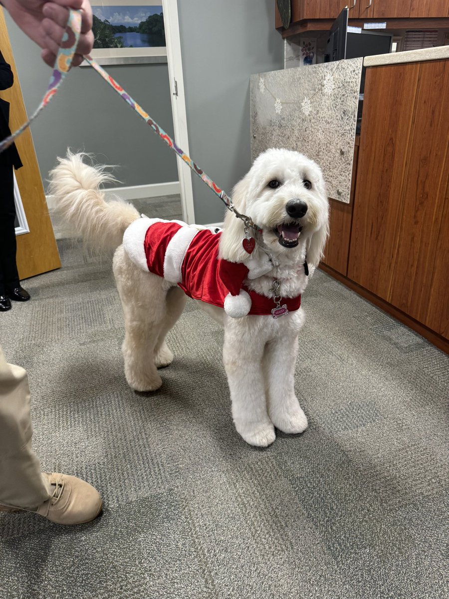 🌟 Meet Maisy, our incredible Goldendoodle medical therapy dog from Stuart, Florida! 🐾 Maisy and her dedicated handler David spread joy and comfort at Martin North Hospital, making the holiday season brighter for patients. 🎄🏥 #TherapyDog #HolidayComfort #StuartFL 🐶