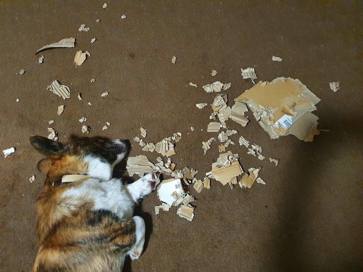 KateinaDostlov7's tweet photo. Taky někdy takhle usnete při práci? 😉
#CorgiAri
#pracant https://t.co/NzCGAlwhdr