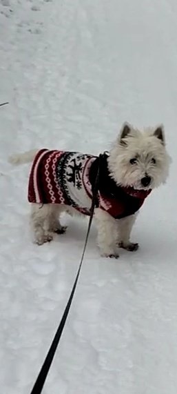SimoWestie's tweet photo. enough snow to reach the Christmas mood already https://t.co/dYxOoO1QDG